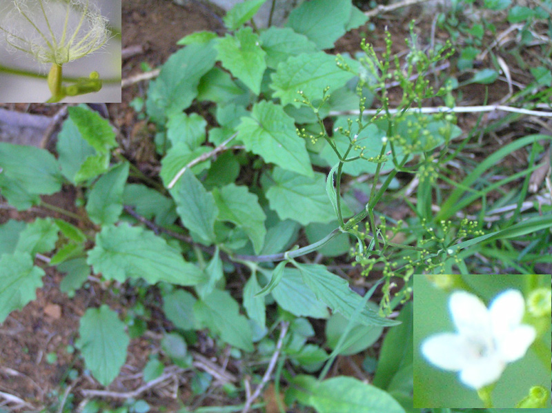 Valeriana tripteris
